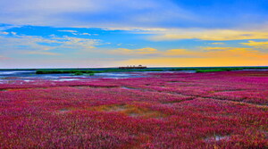 Find the Charisma of China's Wetland in Red Beach