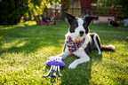 WO Announces New WO Wild Dog Toys - USA Made "Squeaker" Dog Toys That Provide 2 Meals for Widows and Orphaned Children With Each Sale
