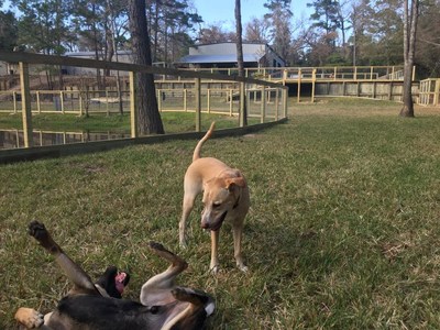 Back in business - happy dogs