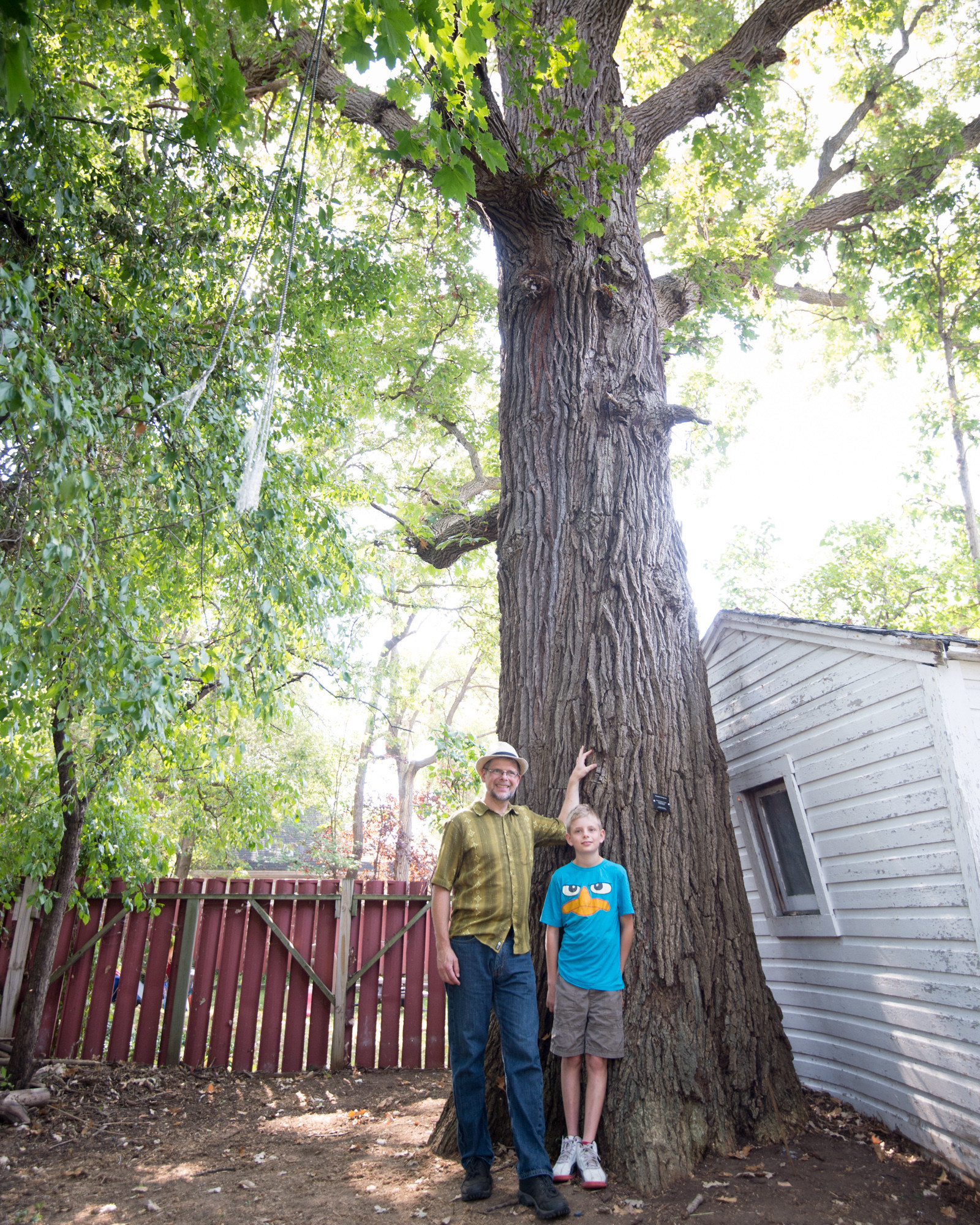 Ottawa S Champlain Oaks Withstand The Test Of Time