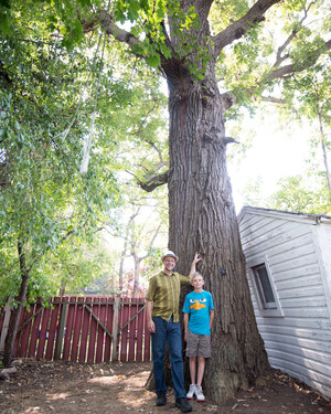 Ottawa's Champlain Oaks Withstand the Test of Time