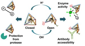 DNA Nanoswitch To Control Enzyme Activity