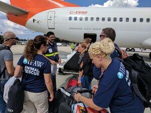 IFAW Working to Reunite Animals with Families Affected by Hurricanes in Caribbean