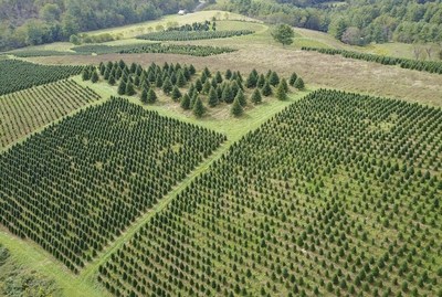 The Garden Gates hand selects each Christmas Trees for clients in New Orleans and Metairie.