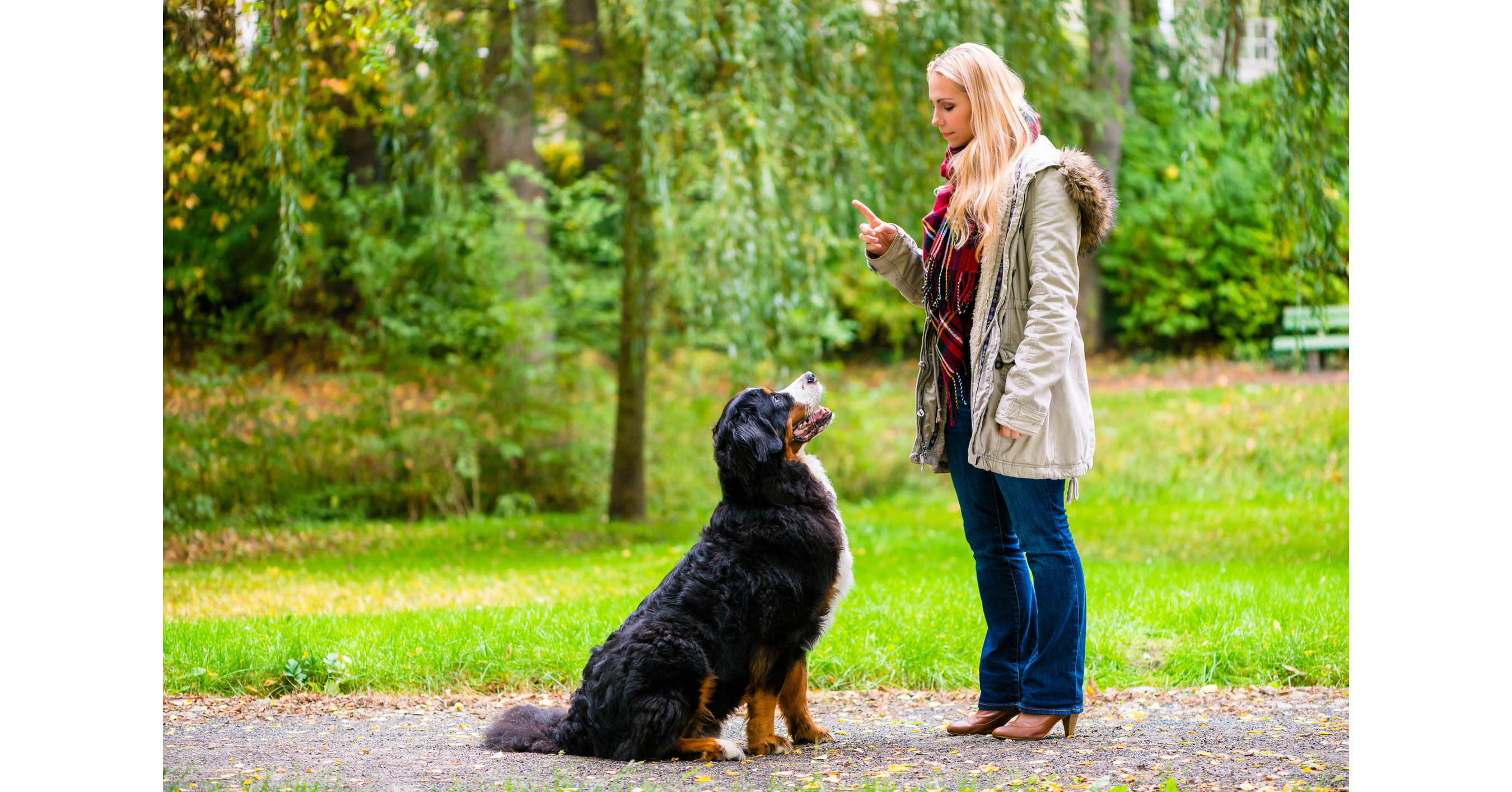 CNW | Dos and Don'ts for a Well-Behaved Pet