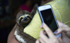 Iconic wild animals suffering for selfies