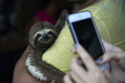 Local sloths are taken from the wild and used for harmful selfies with tourists, in Manaus, Brazil. (C) World Animal Protection / Nando Machado