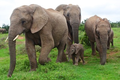 Support elephants October 12th by shopping, Tusk USA, Reteti Elephant Orphanage, Elephant Pants and Le Petit Kids have teamed up!