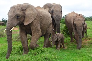 Prince William's Wildlife Conservation Charity Hosts Baby Shower For Orphaned Elephants