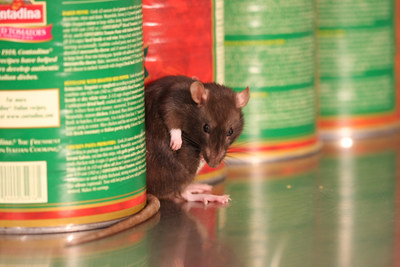 Chicago holds the No. 1 spot on pest control leader Orkin's Top 50 Rattiest Cities List. Rodents invade an estimated 21 million American homes each year. Orkin experts say even if your city is not ranked high on the list, you should still be vigilant to help prevent rodents.