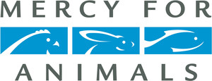 Mercy For Animals Applauds Progress As Nestlé USA Announces Critical Improvements To Animal Welfare Policy
