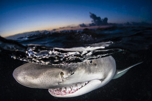 Cage Free Large Shark Interaction Images Available for Purchase, Tiger Beach August 2017