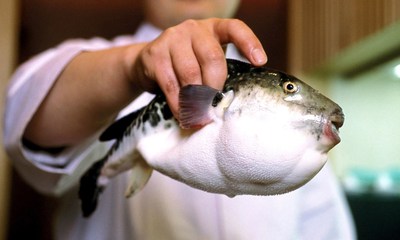 Photograph SinopixRex  - The fugu fish although infamous for its poisonous liver remains a popular delicacy for those who travel to Japan.