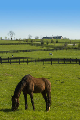 Adena Springs Horse Pasture