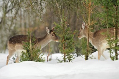 Desperate deer turn winter into the most dangerous season for pricey landscape plants