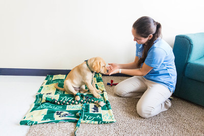 A little yellow lab named Petey is now in college at USF St. Petersburg. He's living in the dorm with his puppy raiser, senior biology major Stephanie Campos, who is helping Petey reach his potential as a Southeastern Guide Dogs superhero.