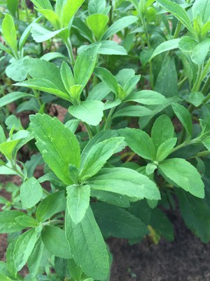 Stevia is a great ally to support nutrition and health by helping to reduce sugar and calorie intake.
