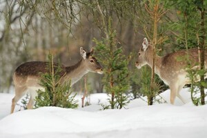 Les cerfs désespérés transforment l'hiver en saison la plus dangereuse pour les plantes paysagères coûteuses