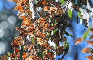 Record Number of Monarch Butterflies Start Migration Early in Morro Bay