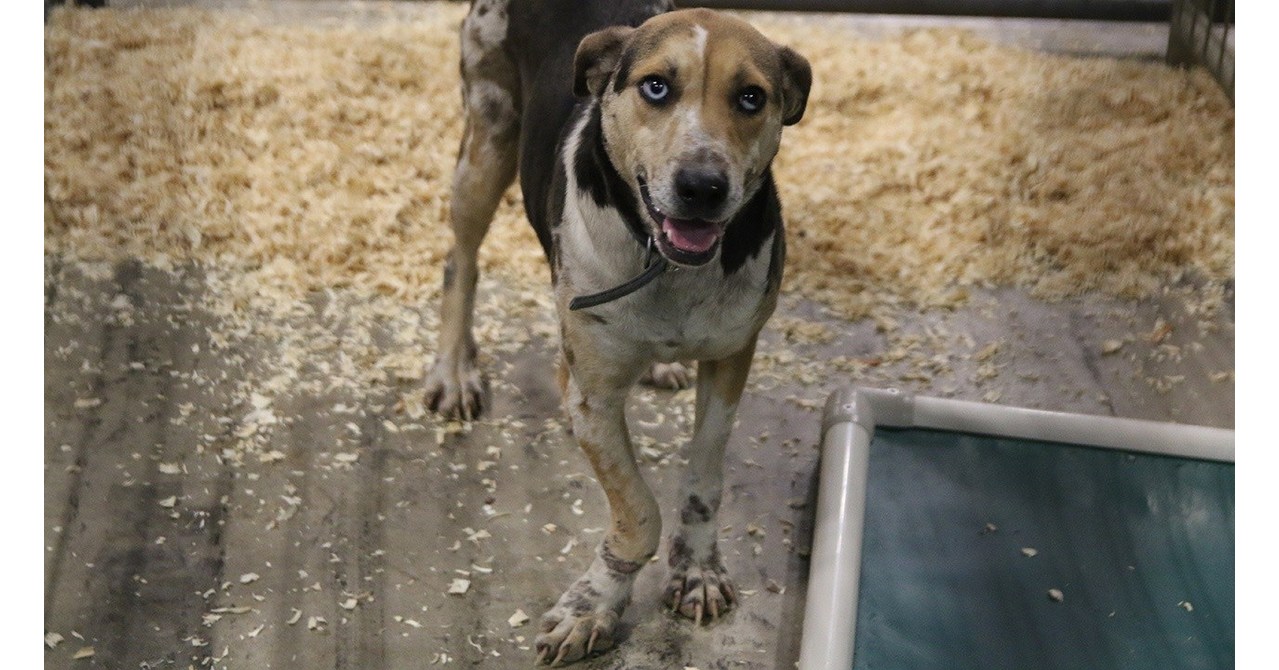 Hill's Pet Nutrition Announces New Animal  Series "Mission