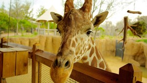 Johnson &amp; Sekin Roars On - Named Advertising AOR for the Dallas Zoo