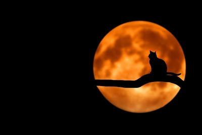 Make sure Halloween is fun (and not scary or dangerous) for your pets with these tips from American Humane.