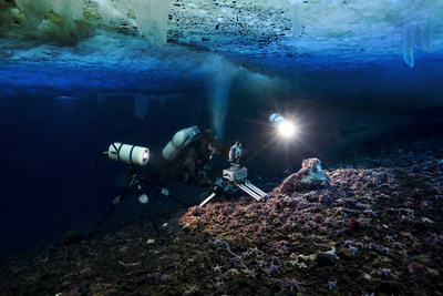 Diver inspects marine life under the ice.
