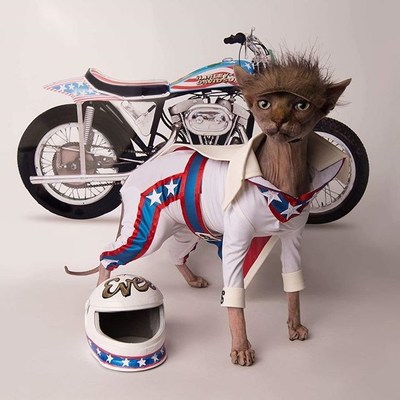 @brookesphynx depicted here as Evel Knievel was the 2nd runner up of Petco's "Make a Scene" photo contest.