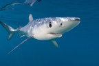 Pew Applauds Agreement to Protect Migratory Sharks