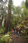 Save the Redwoods League to Provide Free Day-Use Admission to Visitors at 40+ Redwood State Parks on the Day after Thanksgiving