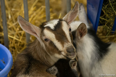 Photo credit: Ben Radvanyi (CNW Group/Royal Agricultural Winter Fair)