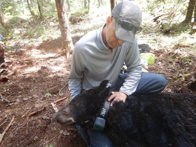 Le biologiste responsable de la gestion de l'ours en Outaouais, Andr Dumont, lors de l'installation d'un collier metteur sur un ours endormi. (Groupe CNW/Ministre des Forts, de la Faune et des Parcs)
