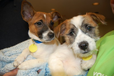 Puppies available for adoption at the Wisconsin Humane Society Racine shelter.  photo courtesy SC Johnson