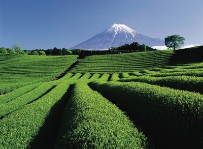 Green tea fields in Shizuoka.