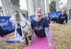Pop-up goat yoga sets the stage for the 95th Royal Agricultural Winter Fair