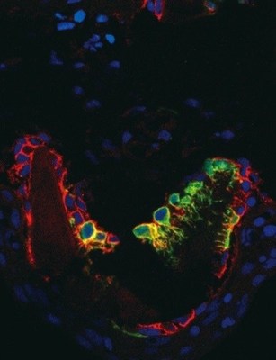 OPC in the niche of fin joint:  OPCs marked in green, osteocyte-lineage marker, Zns5, in red, and cell nuclei in blue.  OPCs that are dormant in the niche have a unique shape with dendrites. (PRNewsfoto/Tokyo Institute of Technology)