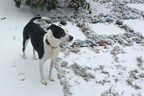 TurfMutt Shares Winter Storm Safety Tips for Pets