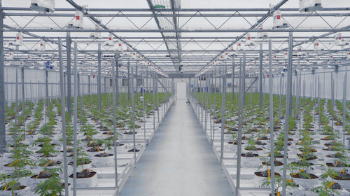 One of three new 10,000 sq. ft. flowering rooms at the 7ACRES Hybrid Facility (CNW Group/Supreme Pharmaceuticals Inc.)
