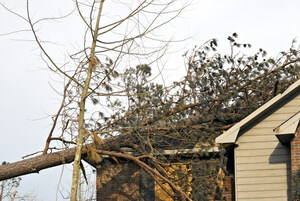 Who is Responsible If Your Neighbor's Tree Falls in Your Yard?