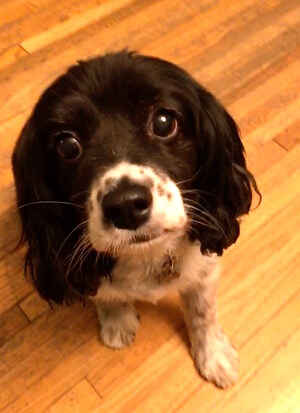 Will Your Dog Eat Your Steak Dinner?