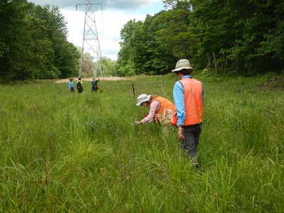 Native plant restoration work and ongoing environmental maintenance in the ITC Michigan electricity transmission corridor crossing the Chippewa Nature Center in Midland County have earned the utility the Grasslands Project Award from the Wildlife Habitat Council.