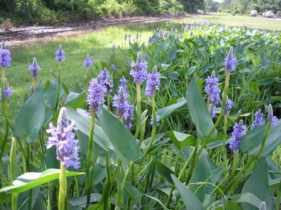 Pontederia kordaat, or pickerelweed is one of the features at the wetland area on the Roanoke Cement Richmond Terminal campus.