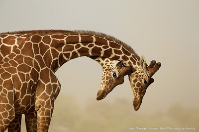 “While driving across stunning landscape, we came across five pairs of young giraffes ‘necking' for dominance. Necks were swinging in high arcs, delivering thundering blows to their opponents. Although the image may look simple, it was extraordinarily challenging to frame the shot and click the shutter as they moved erratically.”––  Piper Mackay