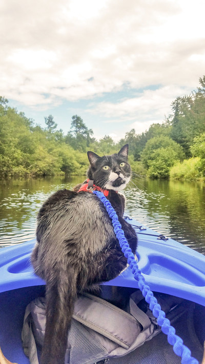 Kim Randolph’s story began with the adoption of Ruger, a “pistol of a kitten,” whose confidence and curiosity was exhilarating for Kim and her 70-lb. German Shepherd, Zoey. Kim began creating new ways to keep Ruger entertained, which included harness training. Ruger caught-on quickly and soon joined Kim on hikes and even kayaking trips!