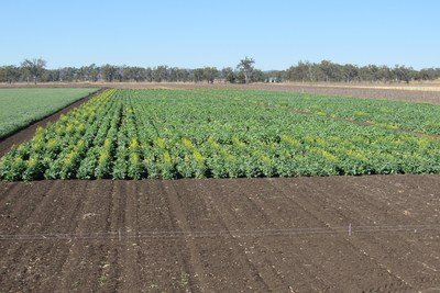 Carinata crop trials at University of Queensland, Australia (CNW Group/Agrisoma Biosciences Inc.)