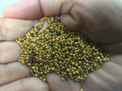 Canadian-made yellow Carinata mustard seed to be grown by Australia farmers for bio-fuel production (CNW Group/Agrisoma Biosciences Inc.)