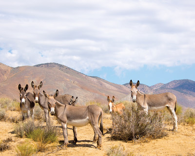Wild burros living in Butte Valley at the southern end of Death Valley National Park.