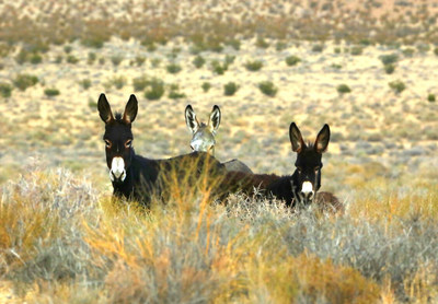 Three adult jennets (female burros) showing curiosity but not fear of the cameraman.