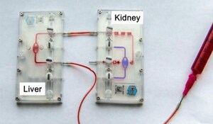 University of Washington and Nortis Publish First Organ-on-Chip Study Modeling Human Liver-Kidney Interactions for Preclinical Pharmacology and Toxicology Studies