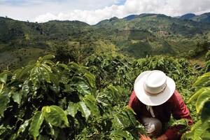 Nespresso announces investment in post-conflict Colombian coffee